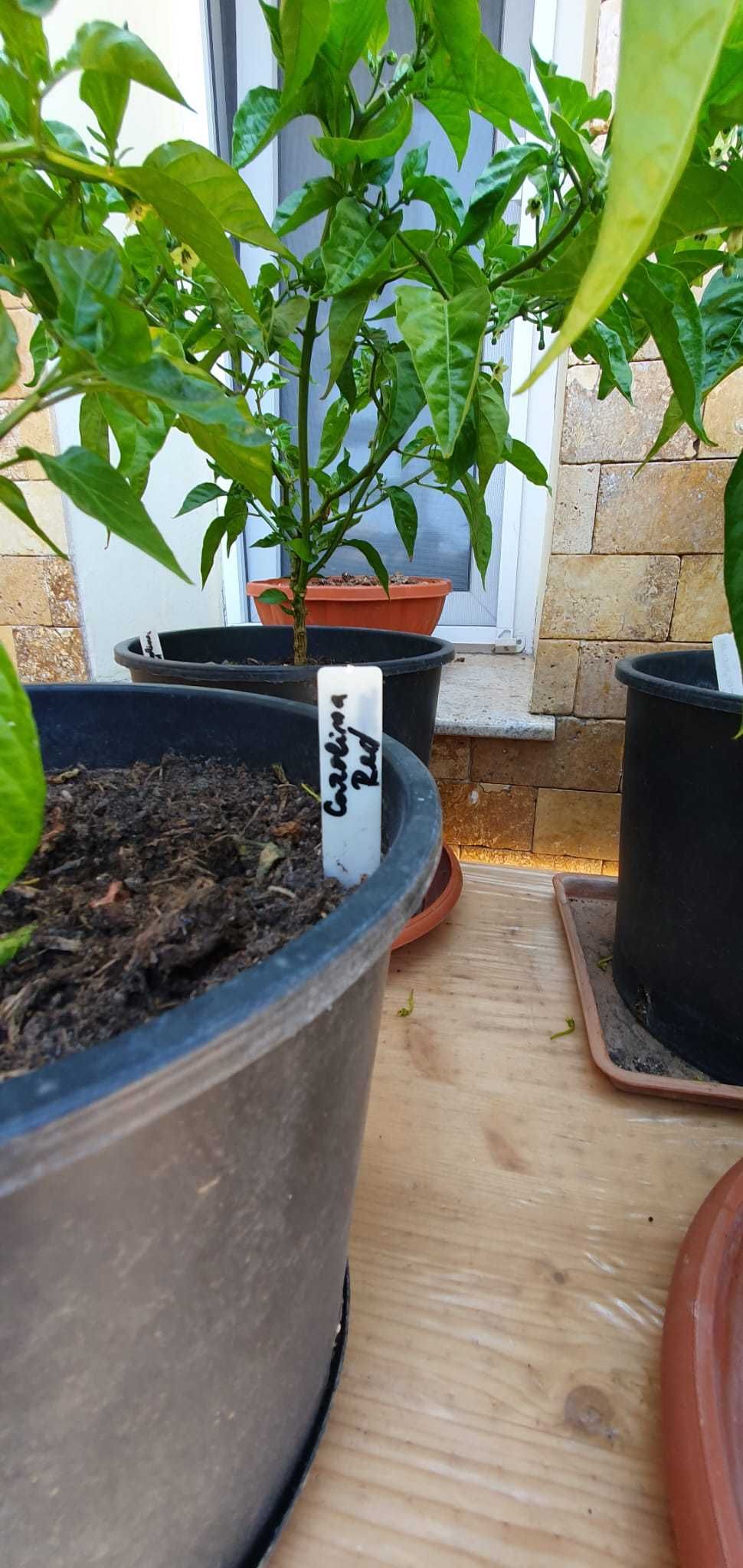 vand plante de ardei foarte iuti(ex. carolina reaper,scorpion,brown..)