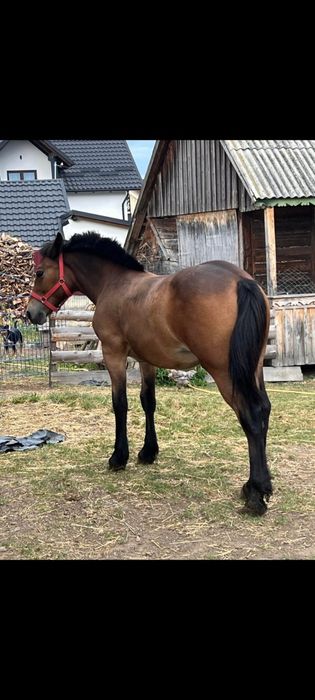 Vând mânză de 1 an și 1 lună