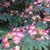 Seminte Albizia Arborele de matase flori exotice