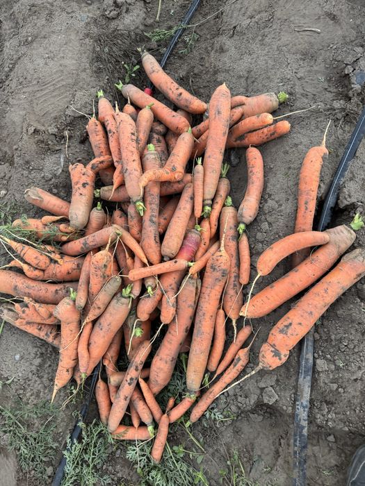 Vand morcovi pentru animale