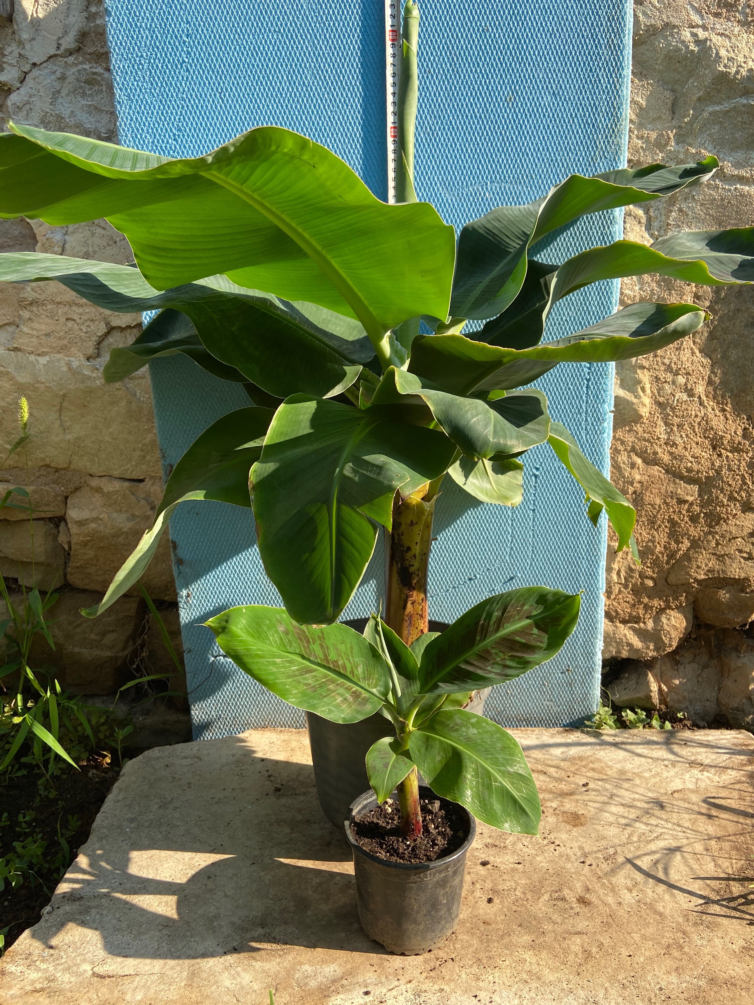 Банан ядлив джудже, Musa acuminata 'Dwarf Cavendish', растения