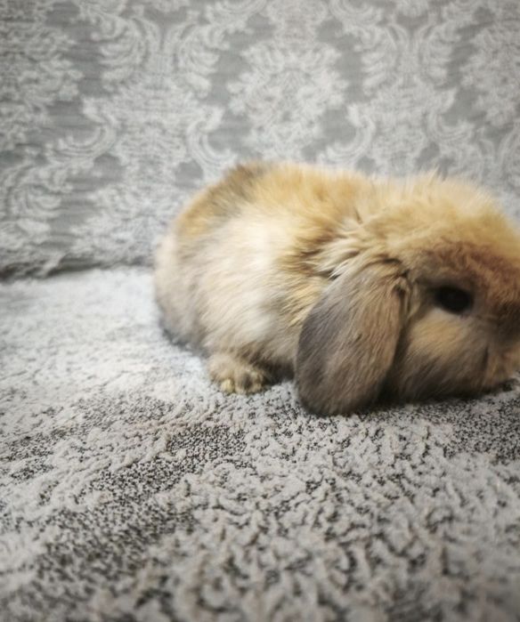 Karlik minilop quyon декоративние кролики котта бўпкетмидиган тури