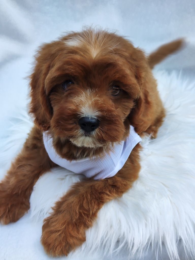 Той Кавапу- Cavapoo/ Той пудел и Кавалер Кинг Чарлз шпаньол