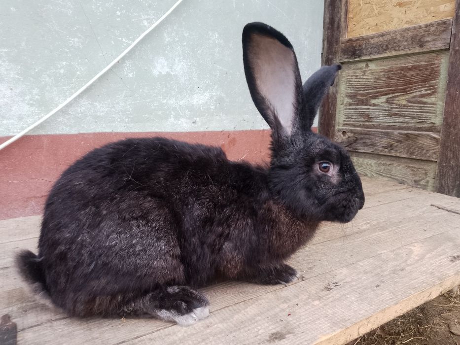 Vând iepuri prețuri foarte BUNE !!!