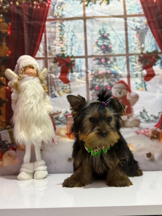 Yorkshire Terrier, Mascul, Canisa LQR, certificat pedigree