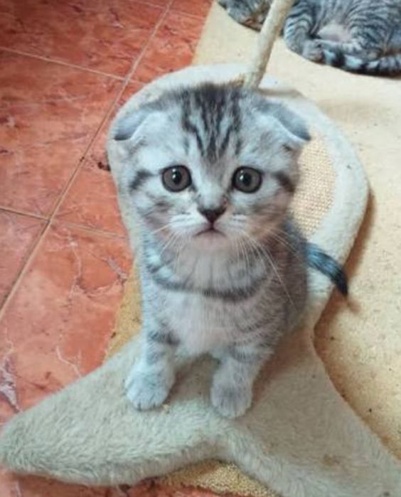 Шотландские котята вислошки