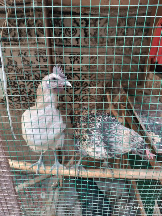 Ухейли зотли хуроз ва товуклари. Келиб чикиши Хитой.