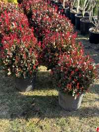 Photinia fraserii red robin ( fotinia ) plante rosii, perene gard viu