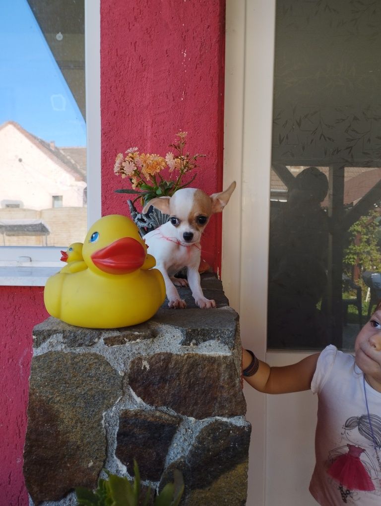 Fetita  Chihuahua Mini Toy