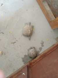 Сухапутные черепахи