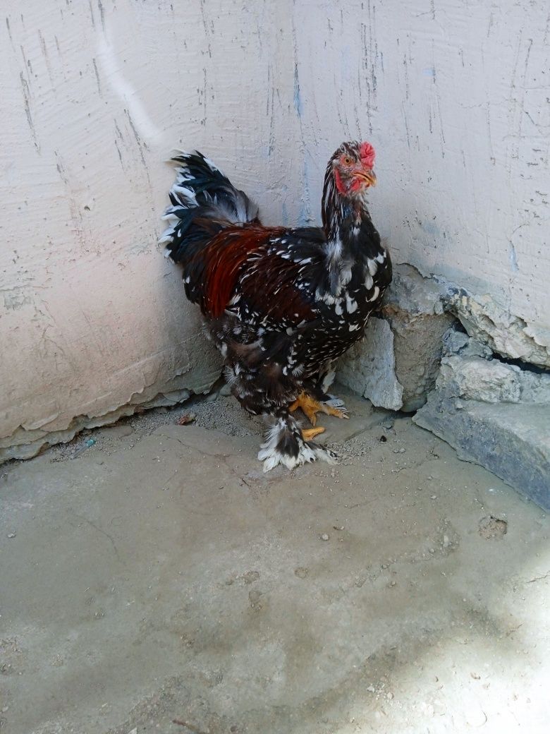 Brama parselan xo'rozlari