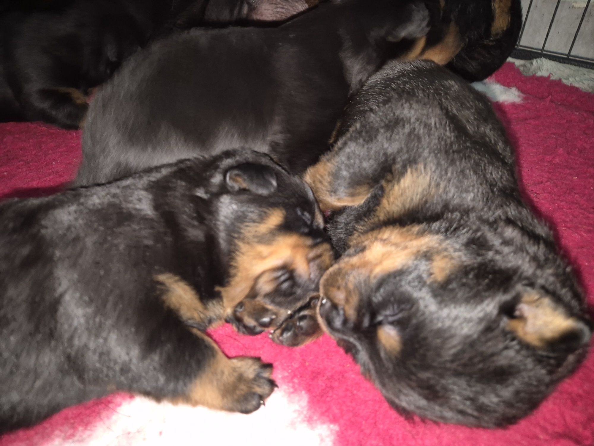 Mascul rottweiler cu pedigree