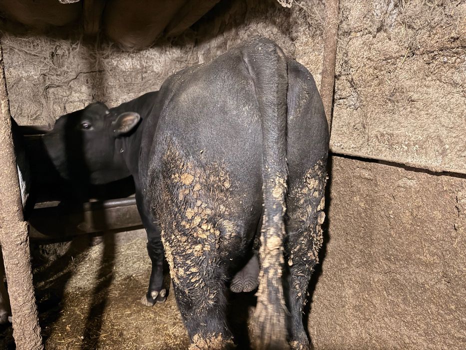 Продавам мъжко теле