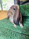 Femele si masculi berbec german agouti