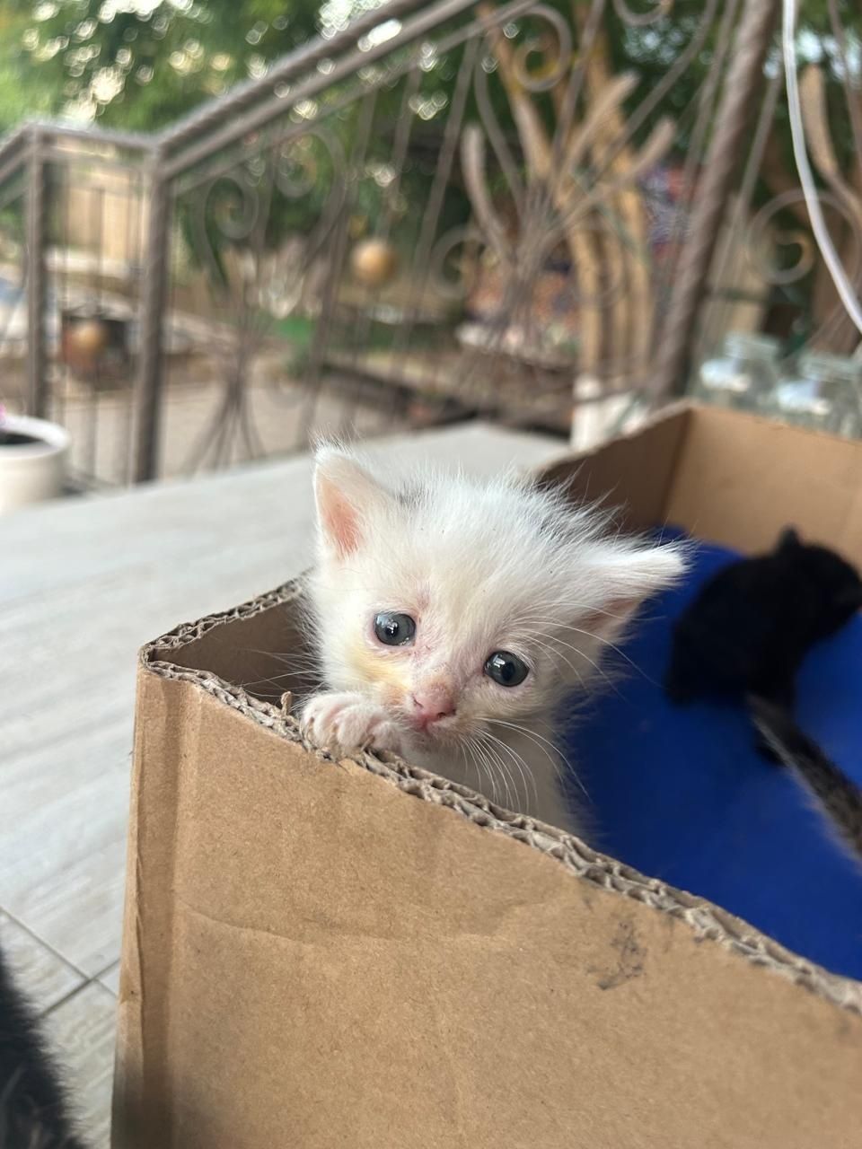 Котят раздаем (6 котят)