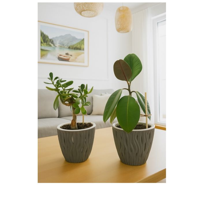 Цветы фикус денежное дерево домашние