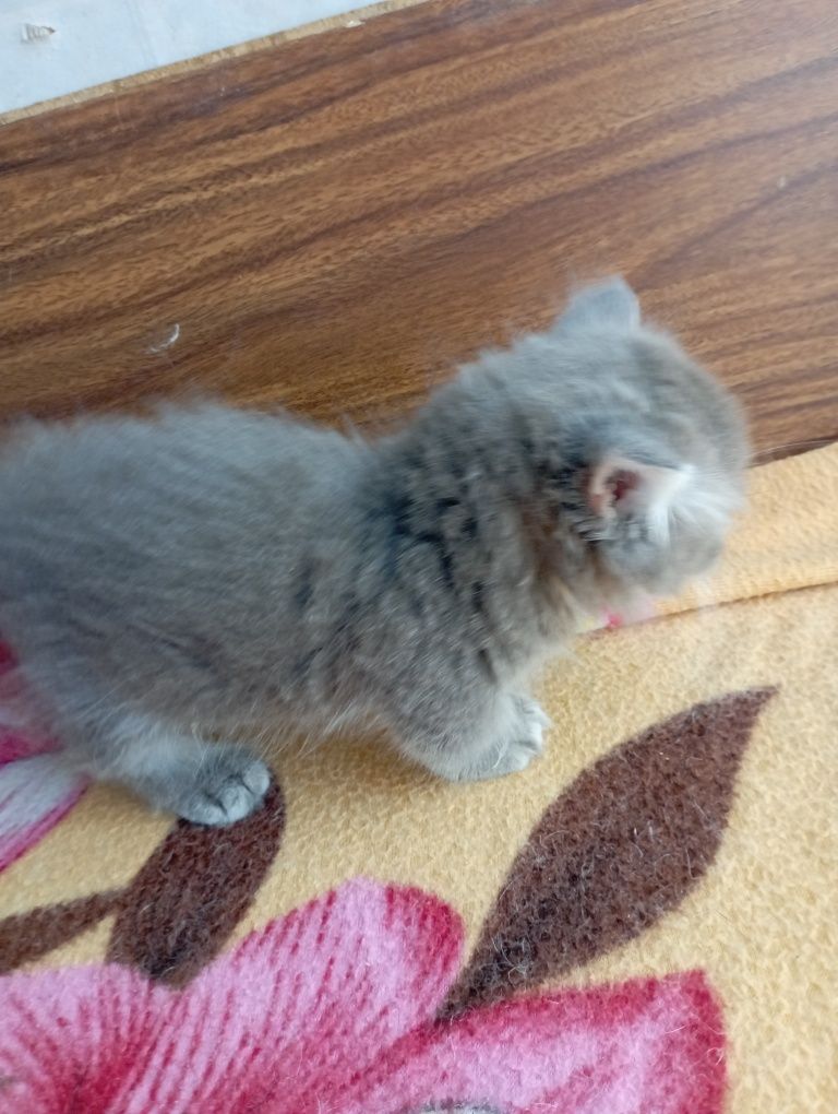 Котёнок Манчкин дев. 2 мес.
