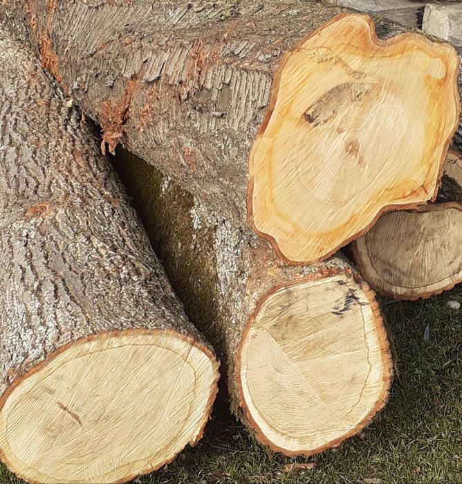 Vând bustean stejar,cires