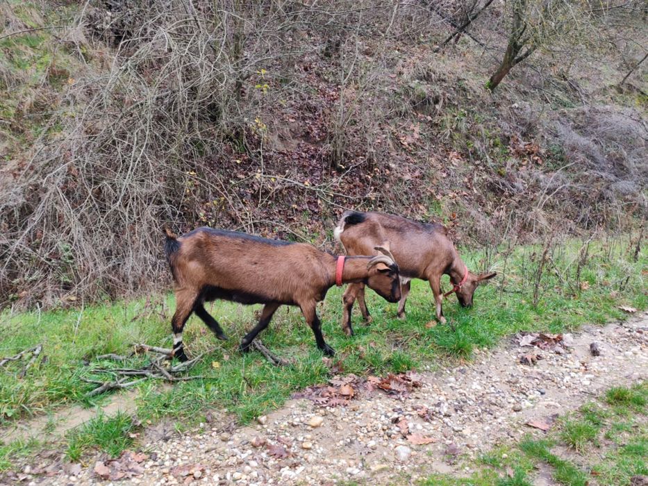 Vand cape alpine franceza