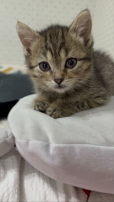 Котенок девочка в любящие руки