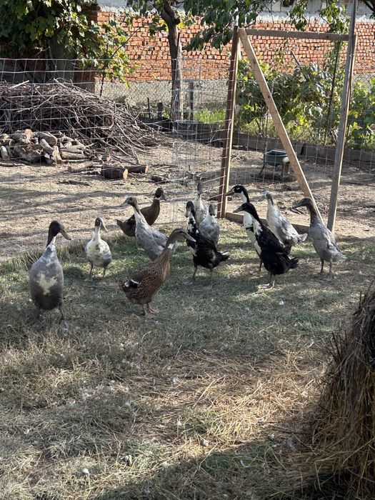 De vanzare rate alergatoare indiene