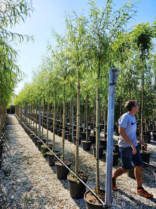 Plante ornamentale de calitate pentru orice spațiu verde