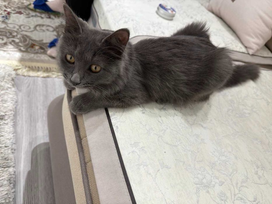 Отдадим в хорошие руки котёнка