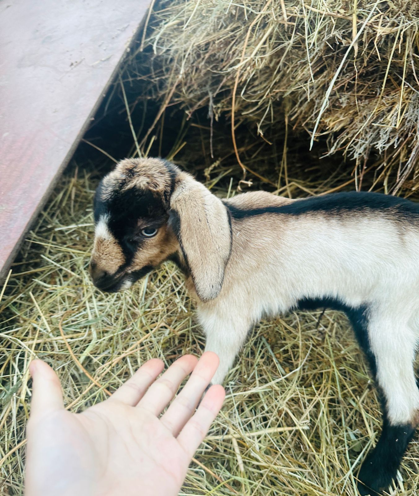 Продам свежий молоко