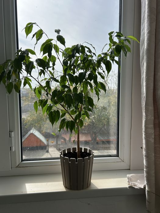 Домашние цыеты в горшке