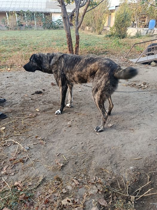 8 oylik sogʻligʻi yaxshi