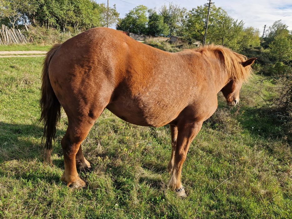 Vând manza de 4 ani jumate