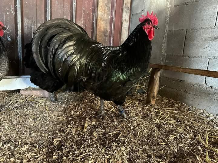 Cocosi Australorp din vare 2024.