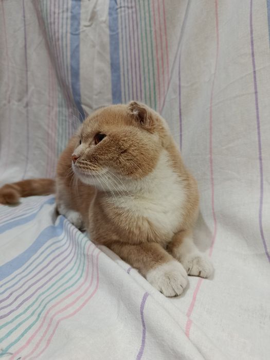 Scottish Fold mushik , mushuk sotiladi, Скоттиш фолд котенок продается