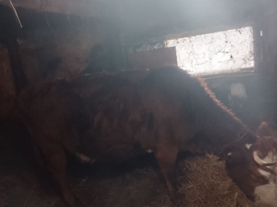 Продам корову дойную молочную