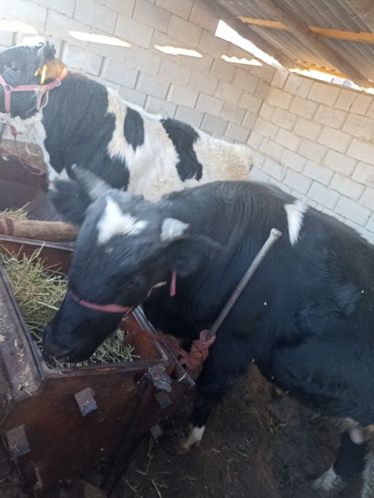 Бұқа бордақы 5 ай жем жеген,