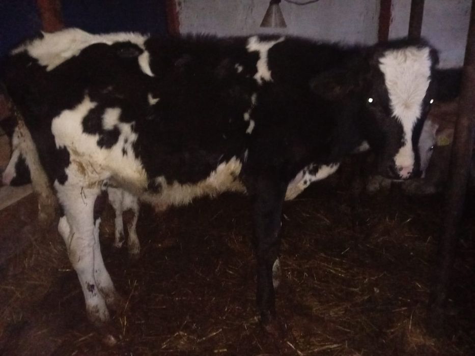 6 vieții înțărcati