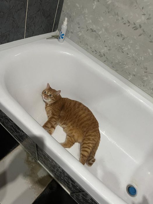 Отдам в добрые руки.