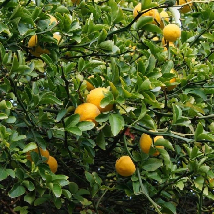 Lamai de Gradina Trifoliat