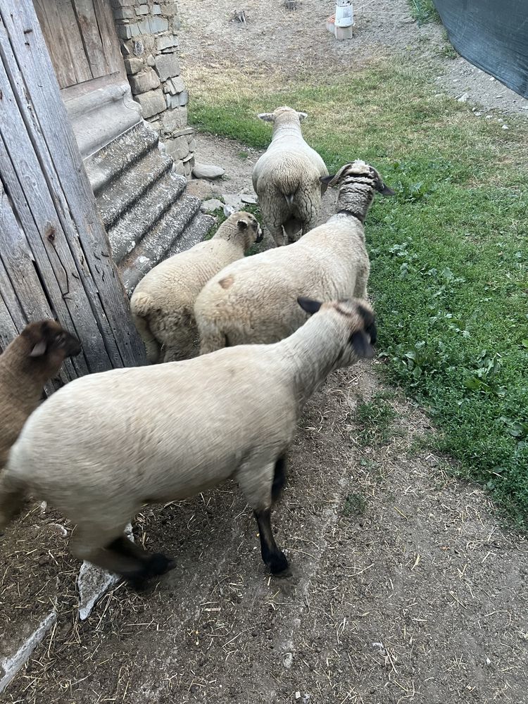 Oi suffolk si berbec texel