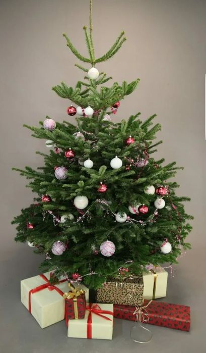 Ель новогодняя, живые елки с доставкой на дом на новый год