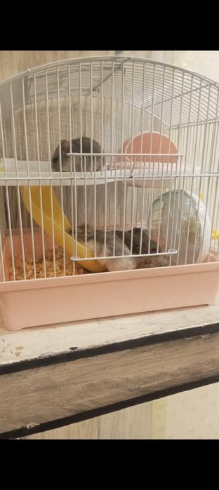 Продам 4 хомяка домик в подарок