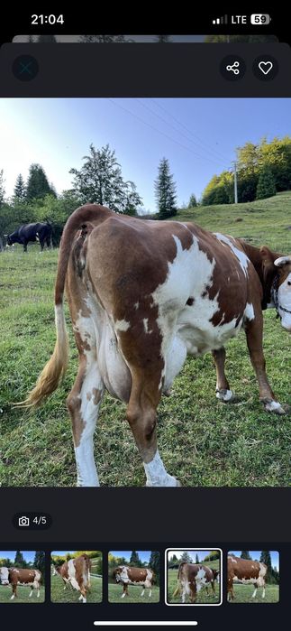 Vacă de vânzare bălțată