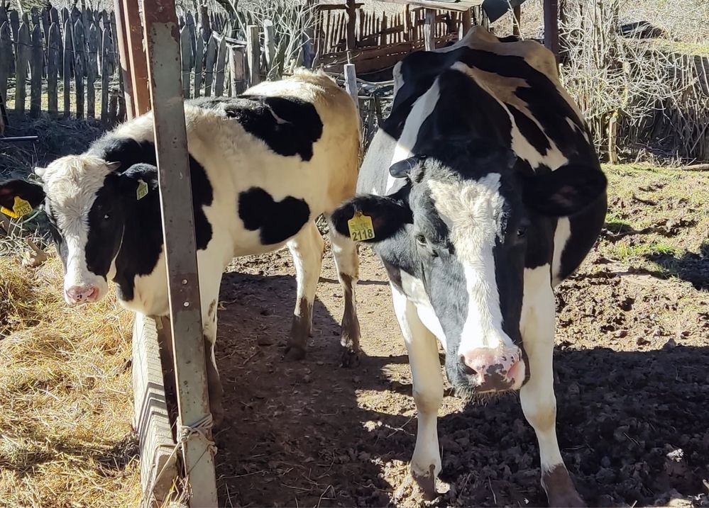 Vaca Holstein 4 ani si junincă 1 an jumate