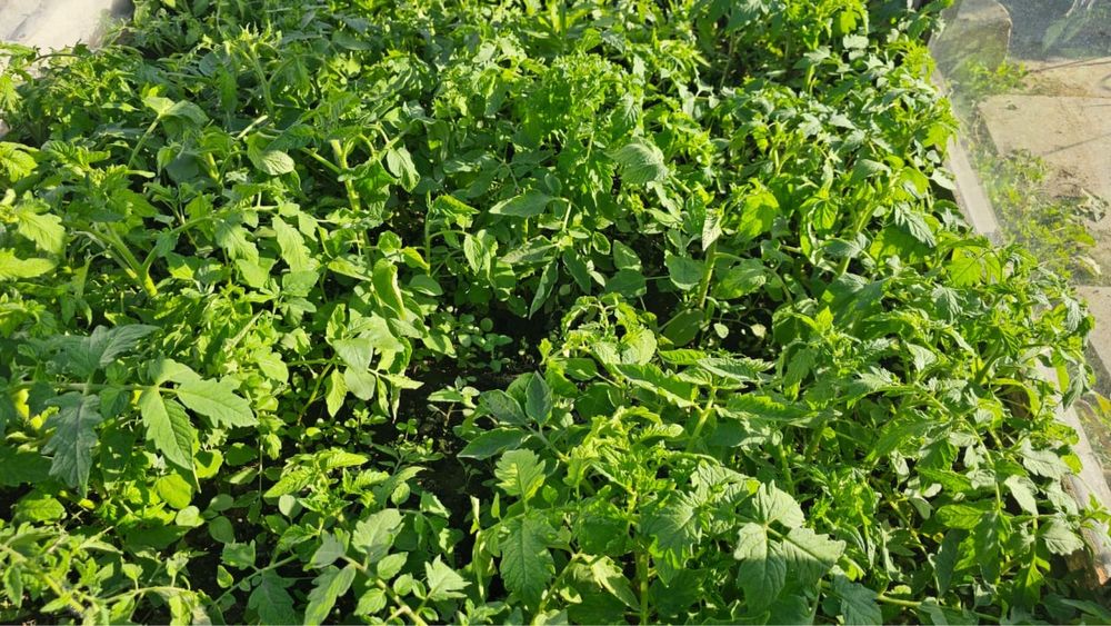 Продам рааду помидор, перца, боклажан