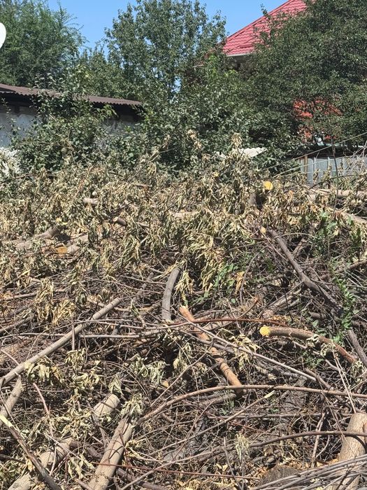 Дрова, поваленные деревья самовывоз