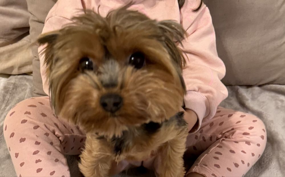 Йоркширски Териер