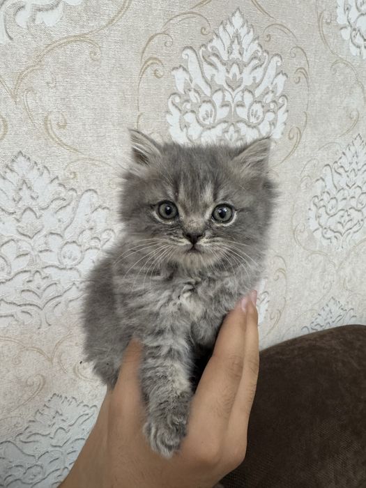 Продаются Котята британские