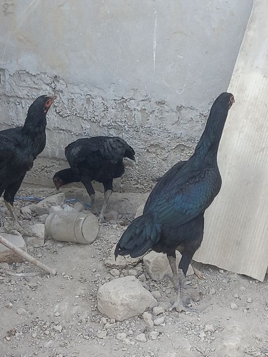 Корейский шамо тоза привазные жужа 6 один утди 1хуроз 3макион