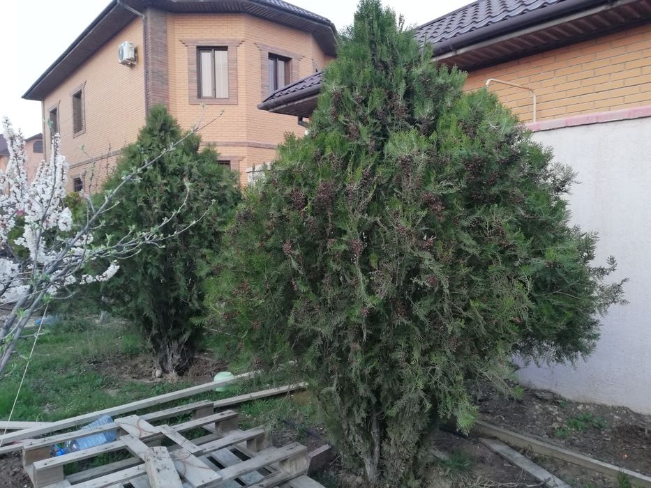 Туя талдары 10 жылдық
