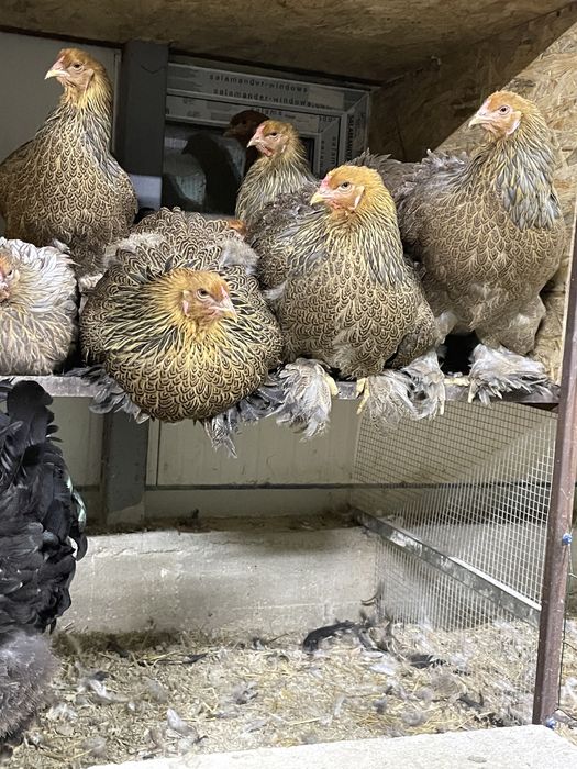 Pui de o zi si oua incubat Brahma Marans Sussex La Bresse Australorp